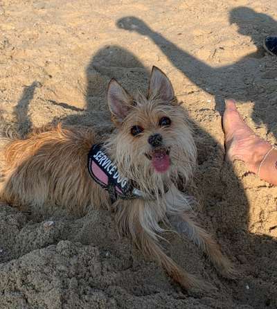 Dogorama Photo Challenge - Einmal lächeln bitte-Beitrag-Bild