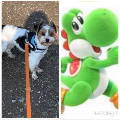 Wie heißt dein Hund?-Beitrag-Bild