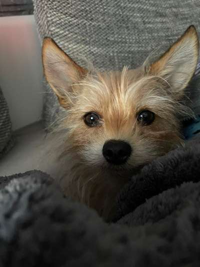 Dogorama Photo Challenge - Hundeblick zum hinschmelzen-Beitrag-Bild