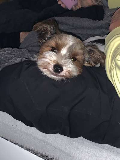 Dogorama Photo Challenge - Einmal lächeln bitte-Beitrag-Bild