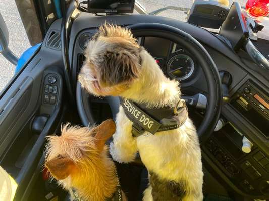 FOTOCHALLENGE 70 - Dein Hund im Auto-Beitrag-Bild