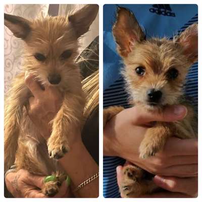 Hund aus dem Spanischen Tierschutz-Beitrag-Bild