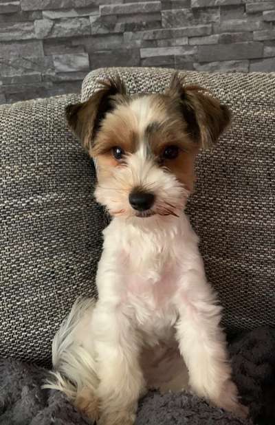 Dogorama Photo Challenge - Hundeblick zum hinschmelzen-Beitrag-Bild