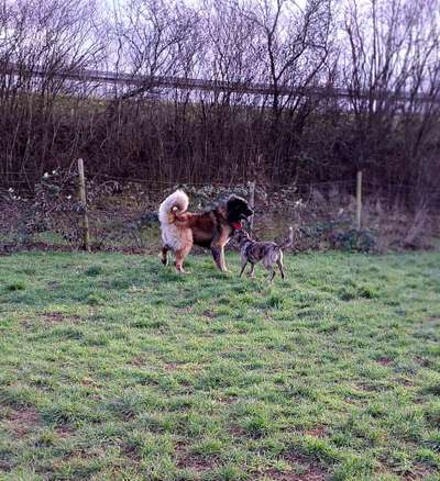 Hundeauslaufgebiet-Am Leimer Weg-Bild