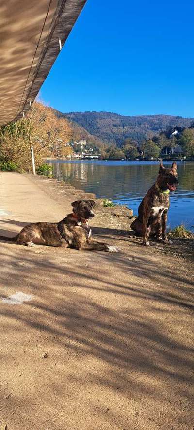 Hundetreffen-Gassitreffen-Bild