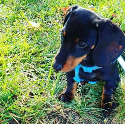 Vom Welpen zum Hund-Beitrag-Bild