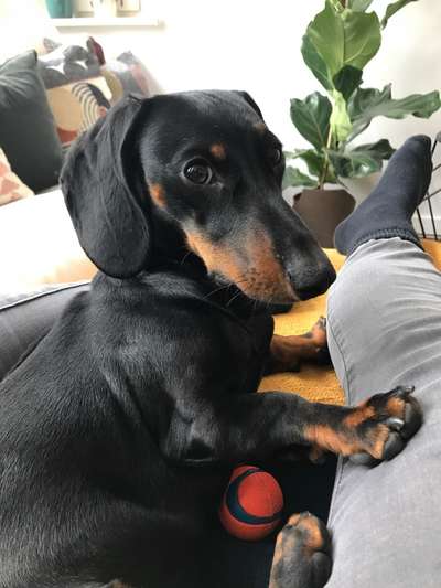 Die dunkle Seite einen Hund zu haben-Beitrag-Bild