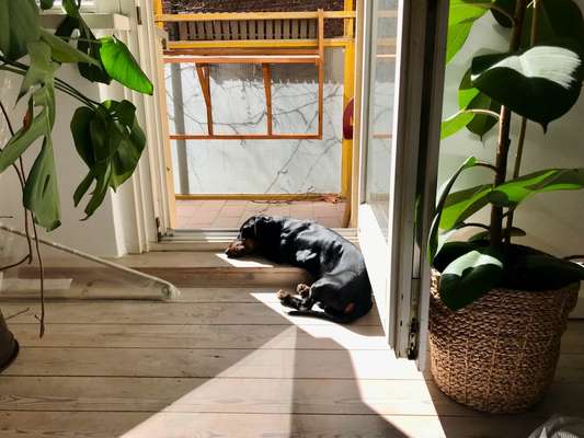 Fotowettbewerb zum Thema "Sonne"-Beitrag-Bild