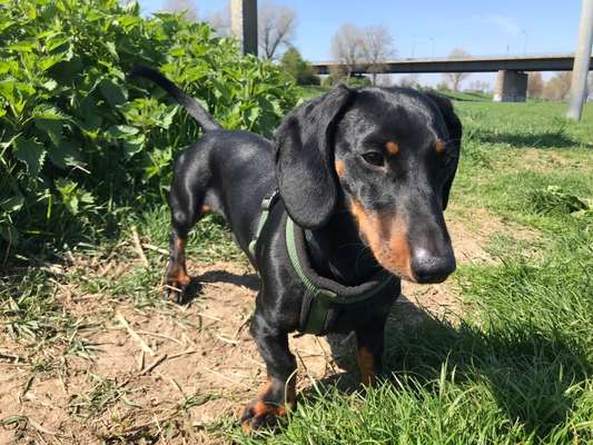 Vom Welpen zum Hund-Beitrag-Bild