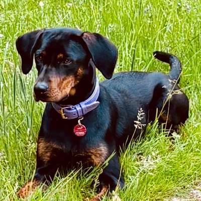 Hundetreffen-Spielen/ Gassirunde-Bild