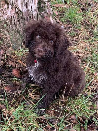 Welpen Bilder !-Beitrag-Bild