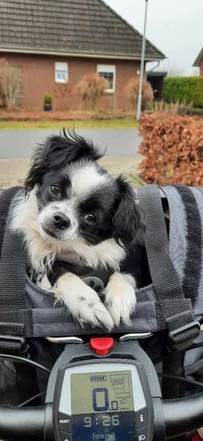 Dogorama Photo Challenge - Hundeblick zum hinschmelzen-Beitrag-Bild