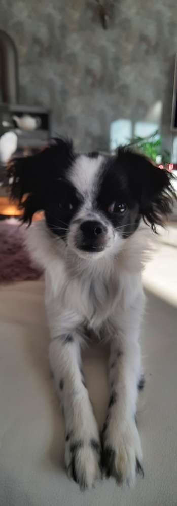 Zeigt her eure Junghunde :)-Beitrag-Bild