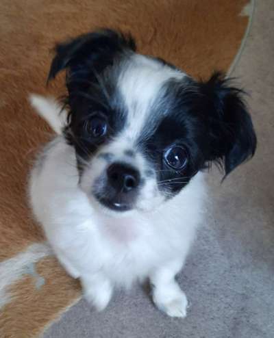 Dackelblick-Beitrag-Bild