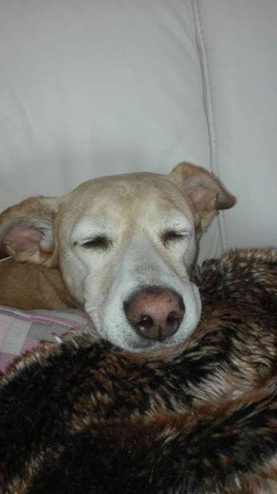 Zeigt mir die tollste Nahaufnahme von eurer Fellnase-Beitrag-Bild