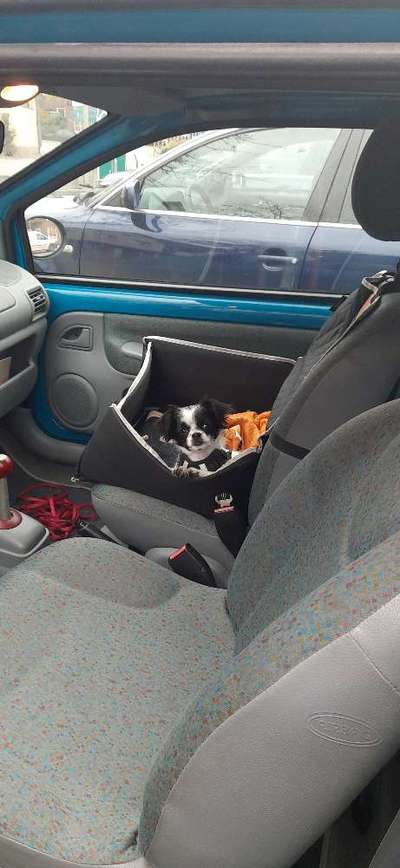 FOTOCHALLENGE 70 - Dein Hund im Auto-Beitrag-Bild