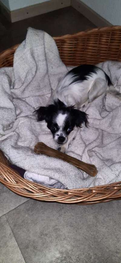 Kleine Hunde ganz Groß-Beitrag-Bild