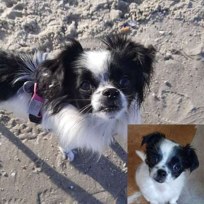 Vom Welpen zum Hund-Beitrag-Bild