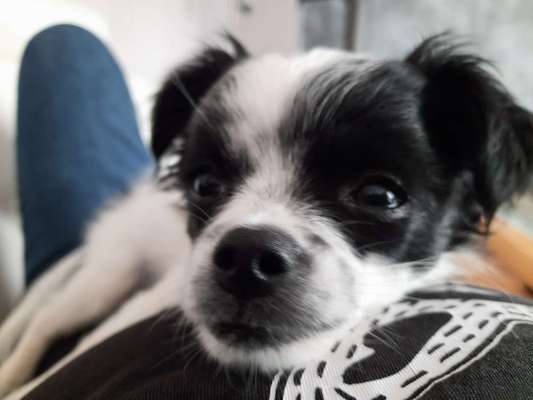 Zeigt mir die tollste Nahaufnahme von eurer Fellnase-Beitrag-Bild