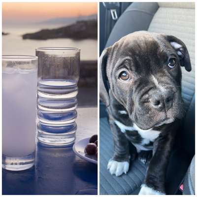 Wie heißt dein Hund?-Beitrag-Bild