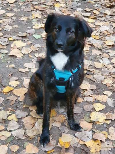 Mischlingshunde Foto Aufruf-Beitrag-Bild