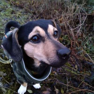 Hundetreffen-Gassierunde-Bild