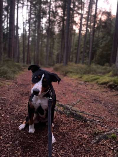 Hundetreffen-Training- und Social-Walk Treff-Bild