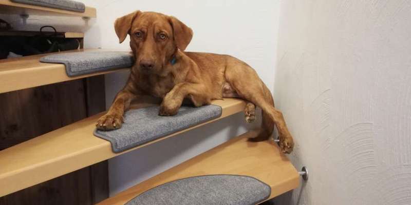 Podencomischling oder Podenco-Beitrag-Bild