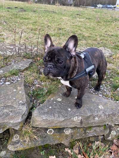 Die Dogorama Monats Challenge "Es grünt und blüht"-Beitrag-Bild