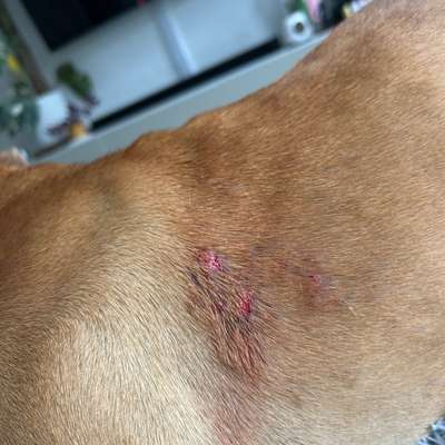 Hotspots, Allergie, Hautkrankheit?! Cytopoint vom Tierarzt und alles ist schlimmer geworden-Beitrag-Bild