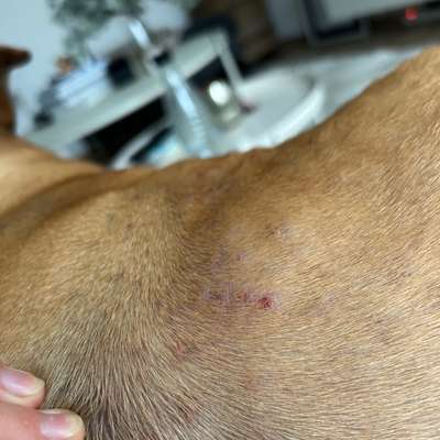 Hotspots, Allergie, Hautkrankheit?! Cytopoint vom Tierarzt und alles ist schlimmer geworden-Beitrag-Bild