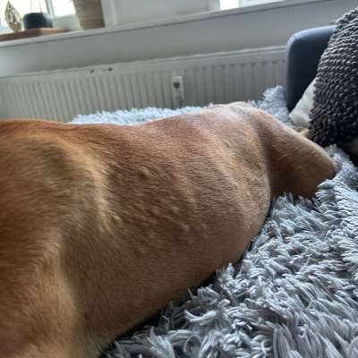Hotspots, Allergie, Hautkrankheit?! Cytopoint vom Tierarzt und alles ist schlimmer geworden-Beitrag-Bild