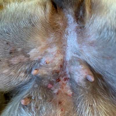 Hotspots, Allergie, Hautkrankheit?! Cytopoint vom Tierarzt und alles ist schlimmer geworden-Beitrag-Bild