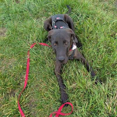 Hundetreffen-Gemeinsame Gassi runden