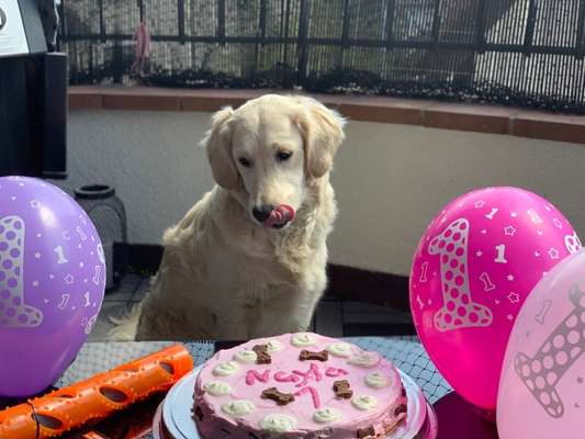 Wo sind die Golden Retriever Liebhaber?-Beitrag-Bild