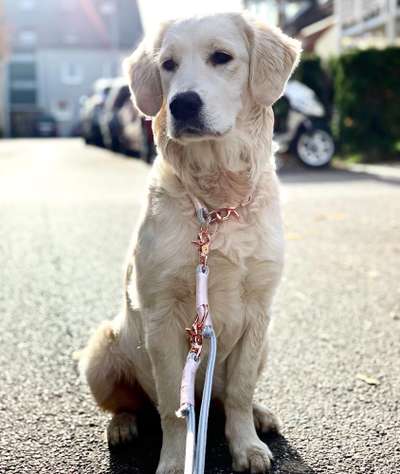 Wo sind die Golden Retriever Liebhaber?-Beitrag-Bild