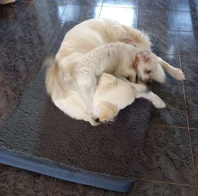 Freddys Kummerkasten-Beitrag-Bild