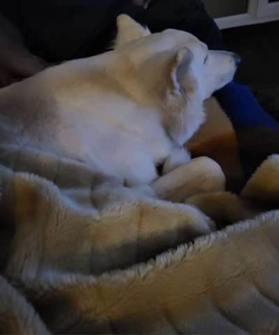 Freddys Kummerkasten-Beitrag-Bild