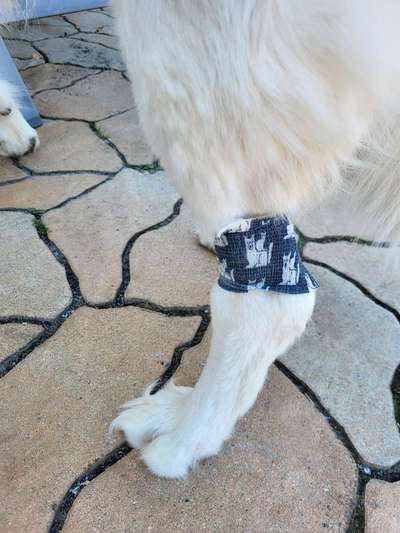 Freddys Kummerkasten-Beitrag-Bild