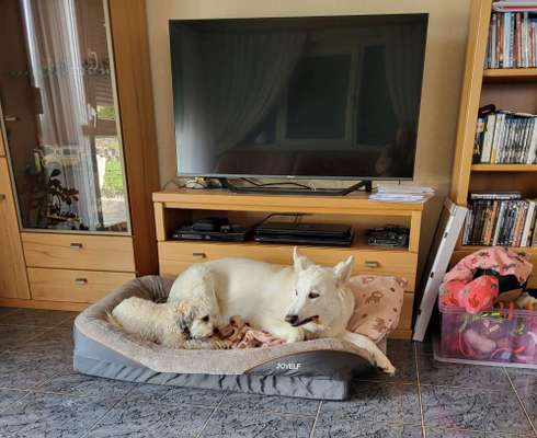 Freddys Kummerkasten-Beitrag-Bild