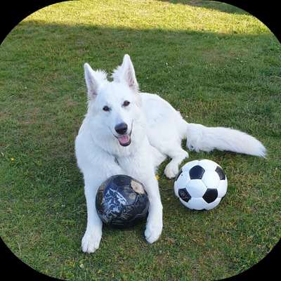 Wie heißt dein Hund?-Beitrag-Bild