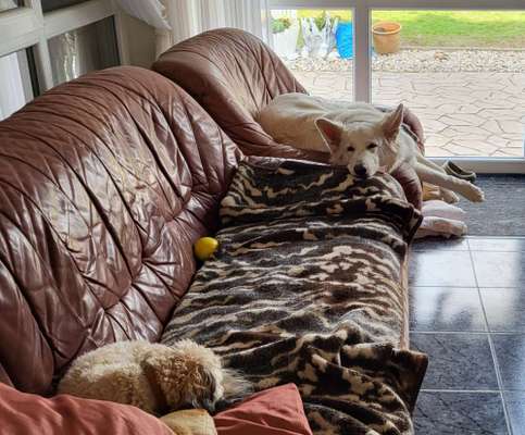 Freddys Kummerkasten-Beitrag-Bild