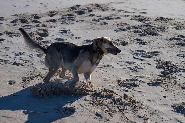 Dogorama Photo Challenge - Hunde in Action-Beitrag-Bild