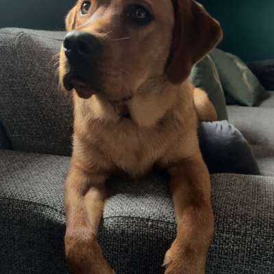 Hundetreffen-Begegnungstraining/Spieltreffen-Bild