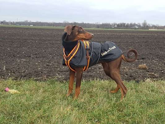 Kleidung für Hunde-Beitrag-Bild