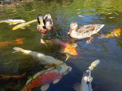 Notfallration für den Hund ...-Beitrag-Bild