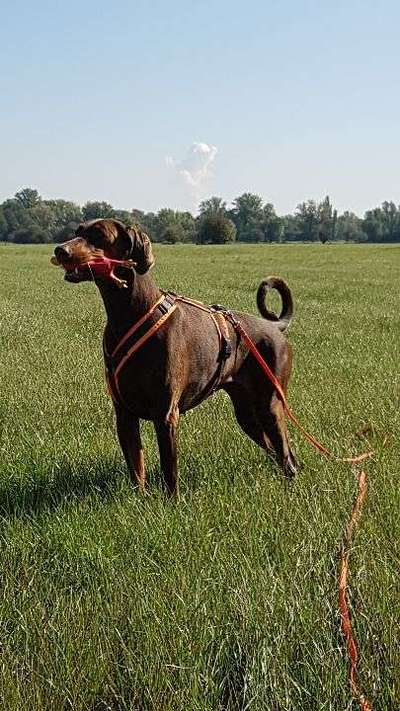 Halsband oder Geschirr-Beitrag-Bild