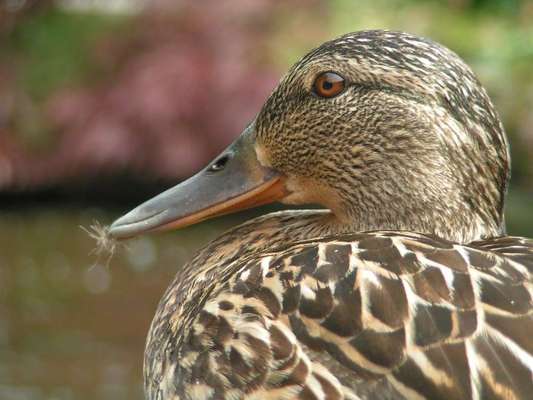 Notfallration für den Hund ...-Beitrag-Bild