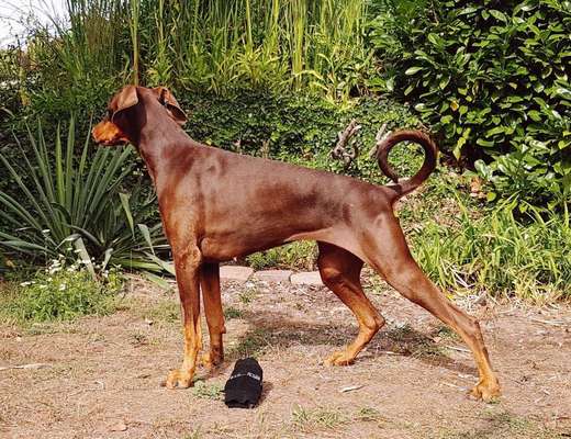 Zum Thema " BARFEN"-Beitrag-Bild