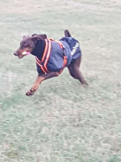 Kleidung für Hunde-Beitrag-Bild